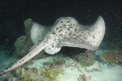 Blocthed Fan Tail Ray