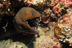 Boxer Shrimp & Moray Eel Maldives