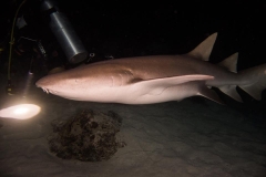 Nurse shark At Alimatha