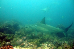 DSCF1871