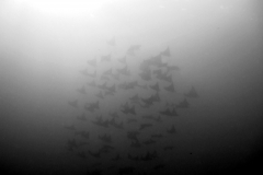 DSCF1886