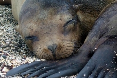 Sea lions
