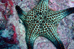 Star fish