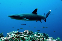 White tip shark